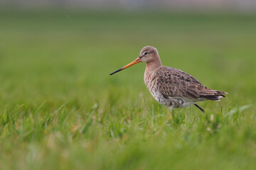 Black-tailed godwit Limosa Limosa bird female foraging in a green meadow