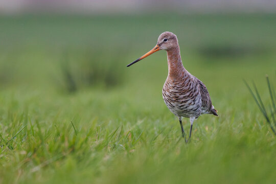 A black-tailed godwit standing in the grass