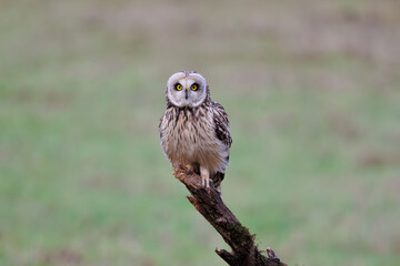 Short eared owl sitting on a branch