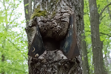 Tronco mangiatore di cartelli