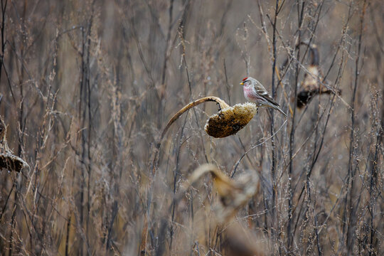 Mealy redpoll perched on a dried sunflower