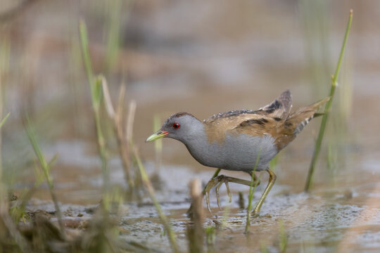 The little crake (Zapornia parva) waterbird of the family Rallidae in Italy