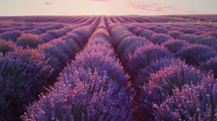 Deurstickers Serene landscape displaying stunning lavender fields, presenting a colorful meadow background suitable for various applications. © Evgeniia