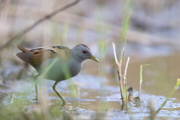 The little crake (Zapornia parva) waterbird of the family Rallidae in Italy