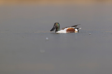 The male northern shoveler (Spatula clypeata), or northern shoveller duck.