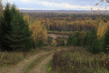 autumn in the forest