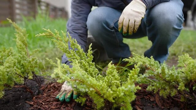Gardener mulching with pine bark juniper plants in the yard. Seasonal works in the garden. Landscape design. Landscaping. Ornamental shrub juniper.