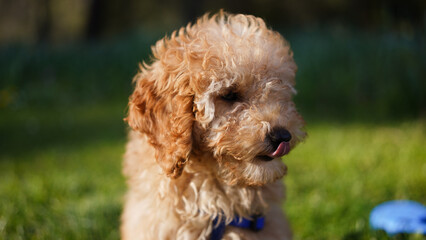 Ein fröhlicher Zwergpudel-Welpe mit lockigem Fell in Apricotfarbe im Sommer in einem Garten/Park. Der kleine Hund streckt leicht seine Zunge heraus und vermittelt eine entspannte, freundliche Stimmung