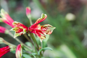 flower in the garden