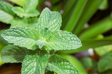 mint leaves in the garden