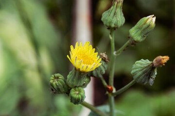 yellow flower bud