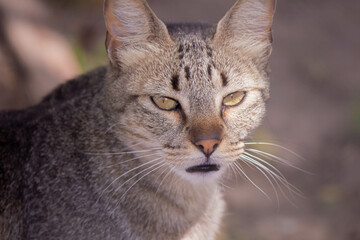 Obraz premium close up portrait of a cat