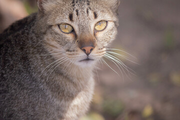 close up portrait of a cat