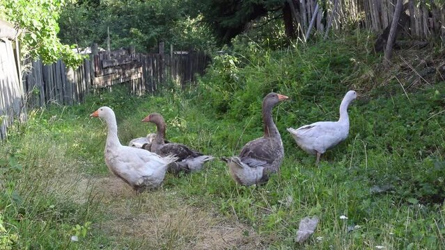 Full HD video. Goose on summer day on farm. Poultry yard. Gray geese in courtyard of village house. Ducks. Country cottage village. Pet care. Bird. Concept of housekeeping, livestock farming, feeding