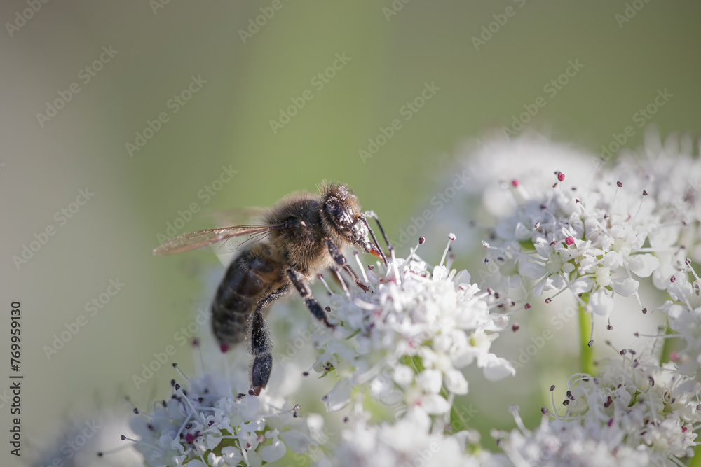 Canvas Prints european bee sucking pollen and nectar