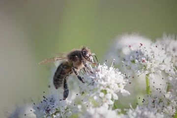 Fotobehang European bee sucking pollen and nectar © Zacarias da Mata