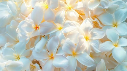 Cluster of plumeria blooms in vibrant sunlight - Close-up shot of a dense cluster of white plumeria flowers glowing with an ethereal light against a bright background - obrazy, fototapety, plakaty