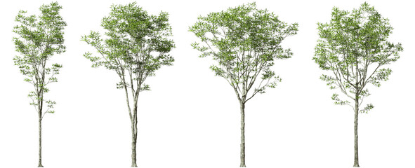Growth tropics serene trees form isolate on transparent backgrounds 3d illustrations png - obrazy, fototapety, plakaty