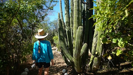 Camera follow behind a mature woman walking through desert among elephant cactus in Baja California...