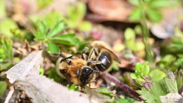 Filmmaterial von Erdbienen Weibchen und Männchen während der Paarung am Boden in der Stadt Regensburg in Bayern, Deutschland