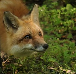 Precious Red Fox Homosassa Springs