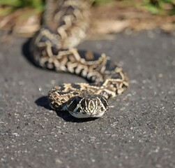 Diamondback Rattlesnake Everglades National Park Shark Valley 