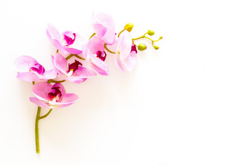 White and purple orchid flowers on the table, top view