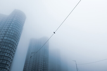 A single bird sitting on a wire on the foggy city street. Modern city buildings on a foggy morning urban street in a cold tone.