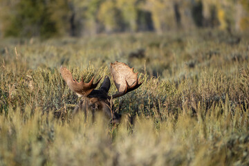 Bull Moose Lying Down in Meadow in Grand Teton National Park