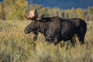 Naklejka na ściany i meble Bull Moose in Grand Teton National Park