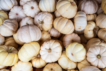 Pile of white pumpkins