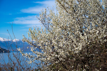 Driving car along shores of Lake Como in Northern Italy, spring sunny days, views of alpine mountains, water and villages