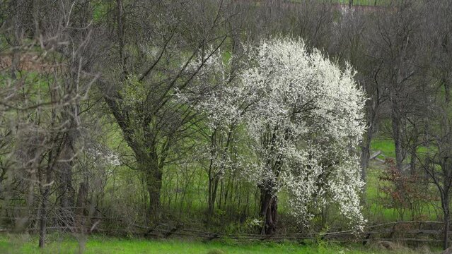 Organic Plum, blooming, slight breeze, spring, rural environment - (4K)