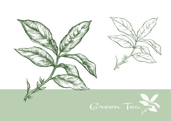 Branch with leaves of green tea. Clip art, set of elements for design Vector illustration. In botanical style