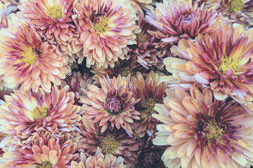 vintage halftone effect background of flowers texture, visual graphics