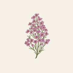 Obraz premium Flat vector waxflower branch illustration