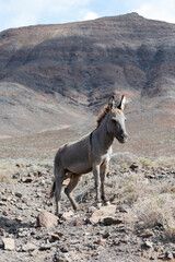 Grey donkey and rocky volcanic landscape of south part of Fuerteventura island, farming on Canary islands, Spain