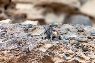 Chipmunk or barbary ground squirrel animal sits on dark lava stones in sun lights on Fuerteventura, Canary Islands, Spain