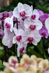 Naklejka na ściany i meble Blossom of colorful tropical decorative orchids flowers close up