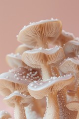 Light beige mushrooms in a pink background. Close up. Pastel colors. Organic and natural banner. Soft texture.
