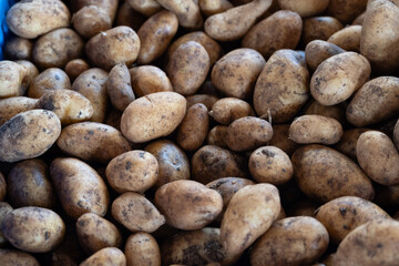 Special small tasty potatoes papas negras on market, main dish on Canary islands, Spain, cooked...