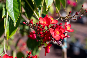 Red flowers of Jatropha flowering plants in spurge family, Euphorbiaceae - obrazy, fototapety, plakaty