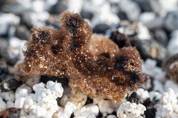 White popcorn shaped white corals and sea shells on beach in Corralejo, Fuerteventura, Canary islands, Spain, travel destination
