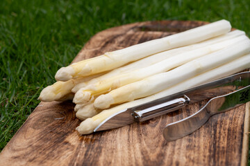 Spring season, new harvest of Dutch, German white asparagus, bunch of raw washed and pilled white asparagus and green grass