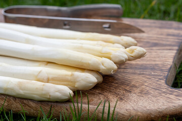 Spring season, new harvest of Dutch, German white asparagus, bunch of raw washed and pilled white...