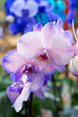 Blossom of blue and violet tropical decorative orchids flowers close up
