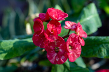 Pink blossom of ornamental indoor and outdoor tropical plant euphorbia milii or crown of thorns,...