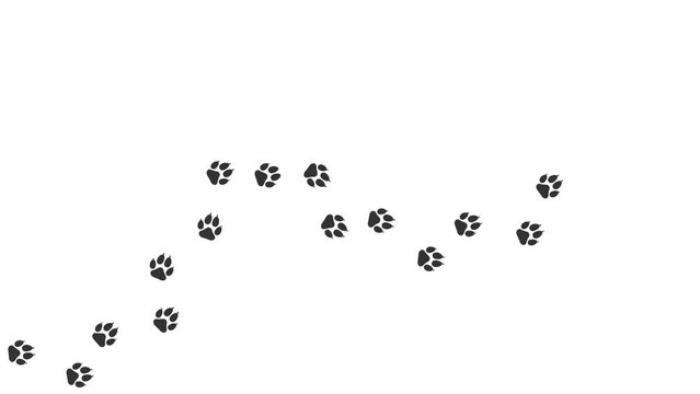 Animal paw pet prints. Cartoon comic funny paws along the path. Footprints walking animal on a trajectory of movement. Dog paw prints creating a round frame, on a white background.  4K.  Video