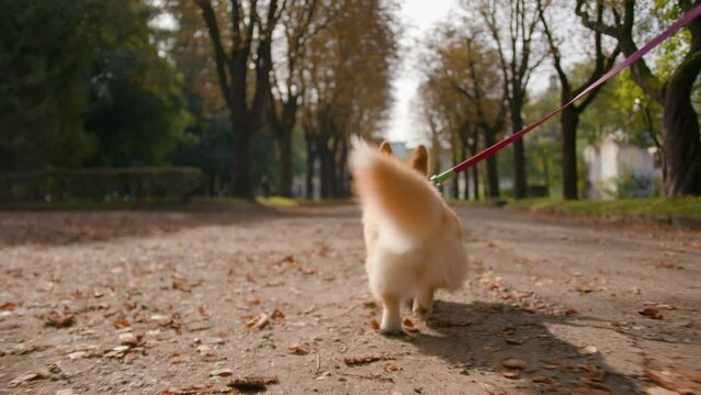 Back view of little pet puppy golden welsh corgi pembroke dog domestic animal with fluffy furry tail small paws walking in city park close up lovely obedient pup walk go on leash with owner outdoors