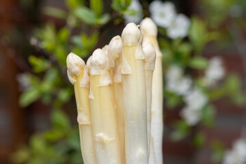Spring season, new harvest of Dutch, German white asparagus, bunch of raw washed and pilled white asparagus and fruit tree blossom